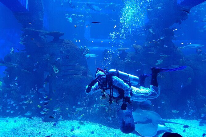 Half Day Tour Jakarta Aquarium and Pantai Indah Kapuk Jakarta - In-Depth Review of the Jakarta Aquarium and Pantai Indah Kapuk Tour