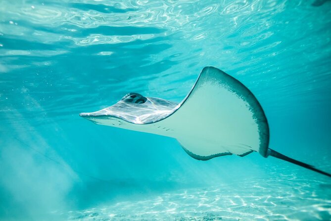 Half Day Tour Lagoon Discovery Marine Fauna Flora Small Group - Traveler Reviews and Ratings