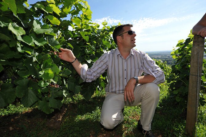 Half Day Tour of the Cote De Nuits Vineyards From Dijon - Tour Details