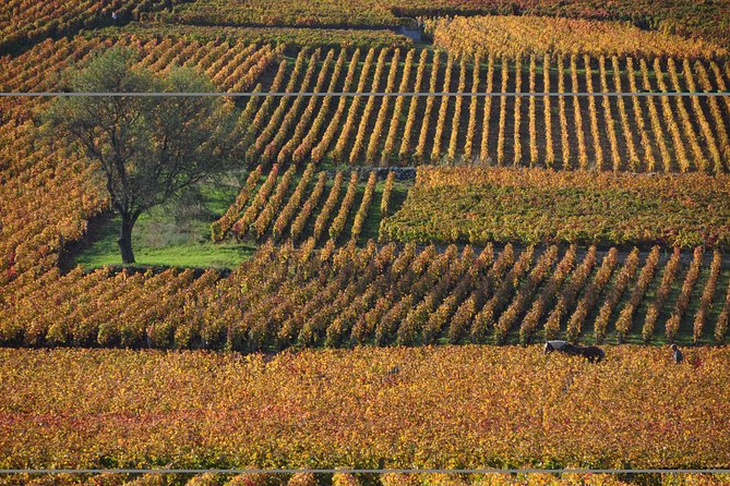 Half Day Tour of the Cote De Nuits Vineyards From Dijon - Traveler Reviews