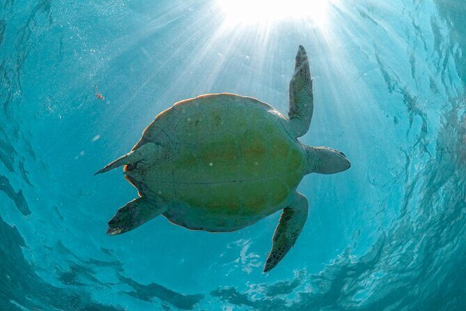 Half-day Tour Sea Turtles Encounter in Akumal Bay - What to Expect from the Experience