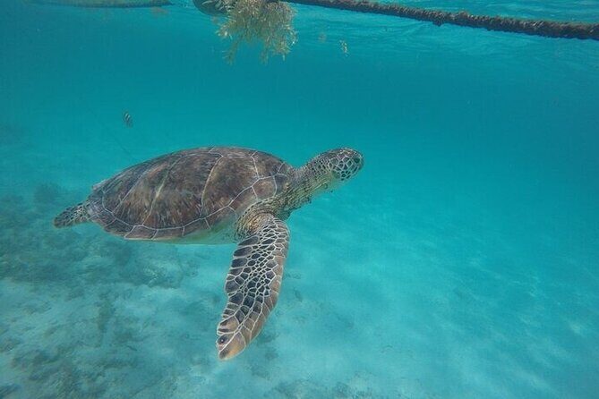 Half-day Tour Sea Turtles Encounter in Akumal Bay - The Sum Up