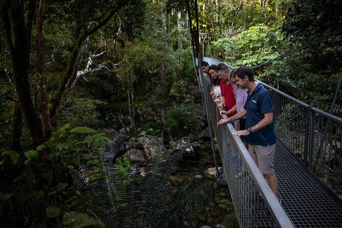 Half Day Tour to Daintree Rainforest and Mossman Gorge - In-Depth Look at the Tour Experience