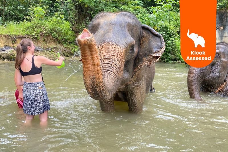 Half-Day Tour to Krabi Elephant Care House Experience - What to Know Before You Go