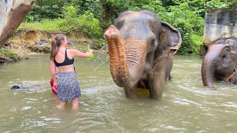 Half-Day Tour to Krabi Elephant Care House Experience - Making Protein Balls and Meeting the Elephants