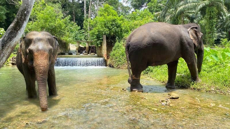 Half-Day Tour to Krabi Elephant Care House Experience - Mud Bath, Jungle Walk, and Bathing Time