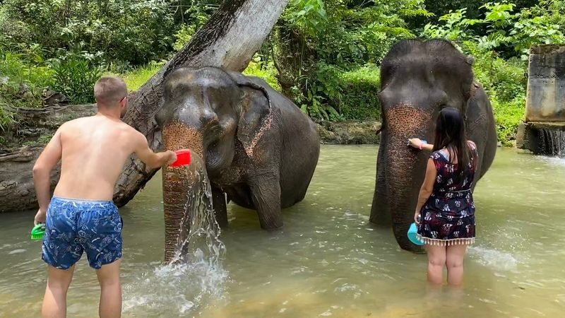 Half-Day Tour to Krabi Elephant Care House Experience - How Much the Tour Is Worth