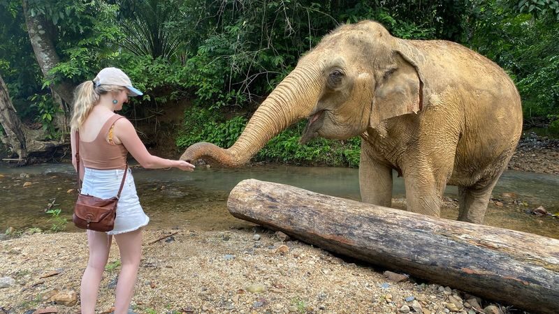 Half Day Tour to Krabi Elephant Care House & Wat Tham Suea (Tiger Cave Temple) - Pickup details that can save you a scramble