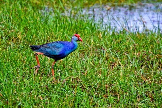Half Day Tour to Muthurajawela, Lagoon, Dutch Canal and Mangroves - Good To Know