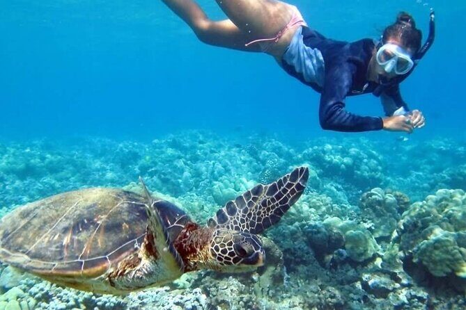 Half Day Tour to Tulum with Snorkel and Cenote from Riviera Maya - The Sum Up: Is This Tour Right for You?