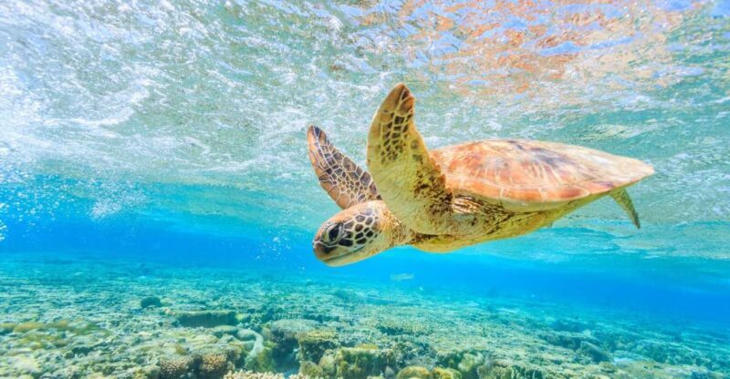 Half-Day Tour to Turtle Island - Keri Caves - Final thoughts: Is this tour worth it?