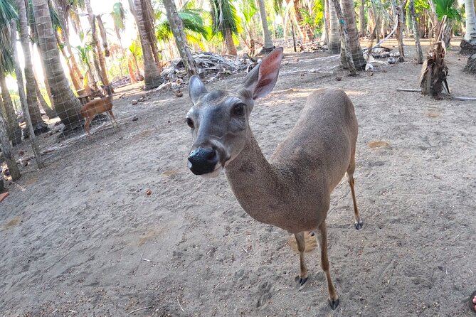 Half-Day Tour to Ventanilla, Mazunte, Zipolite and Puerto Angel - Local Cuisine and Restaurants