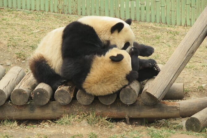 Half Day Tour to Xi'an Wild Panda Breeding and Protecting Center - Good To Know