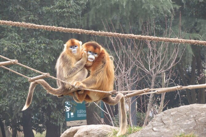 Half Day Tour to Xi'an Wild Panda Breeding and Protecting Center - Authentic Experiences & Hidden Gems