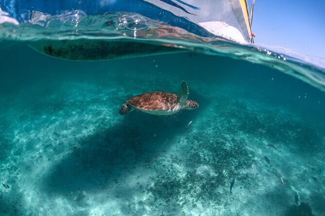 Half Day Tour: Turtles Encounter in Akumal Beach - Good To Know: