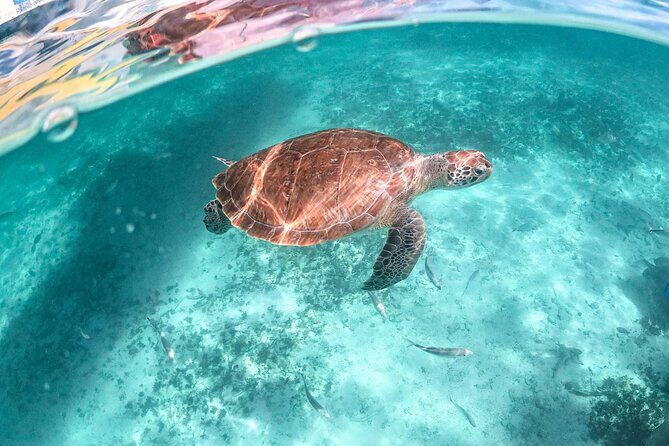 Half Day Tour: Turtles Encounter in Akumal Beach - Final Thoughts