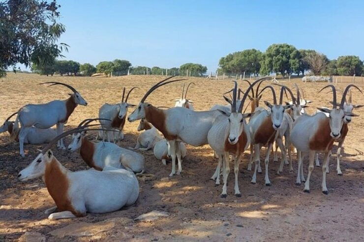 Half-Day Tour Wildlife National Park Including Lunch - Tour Overview