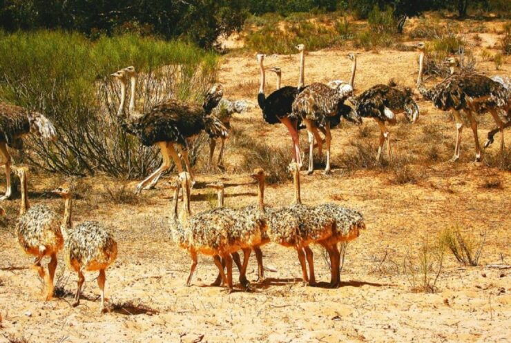 Half-Day Tour Wildlife National Park Including Lunch - Booking Information