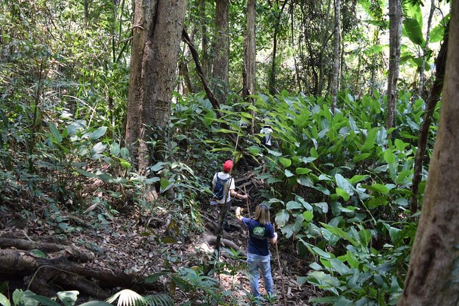 Half Day Trekking Doi Suthep - Pui National Park Area (Private Tour) - Trekking Adventure in Doi Suthep-Pui National Park