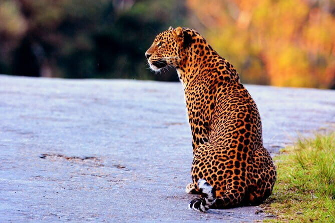 Half Day trip in Yala National Park - Frequently Asked Questions