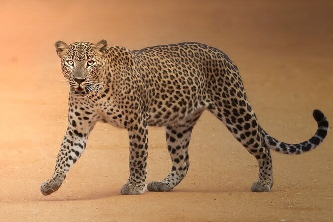 Half Day trip in Yala National Park - The Value Proposition