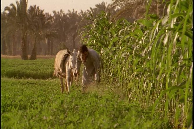 Half-Day Trip to Egyptian Green Farm From Cairo With Breakfast - Trip Overview