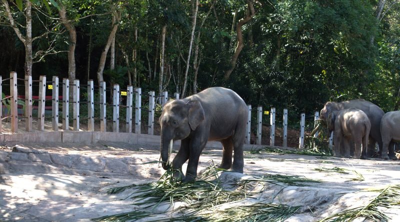 Half-Day Trip to Lok Kawi Wildlife Park Sabah - A Short Ride to a Wildlife Park Near Kota Kinabalu
