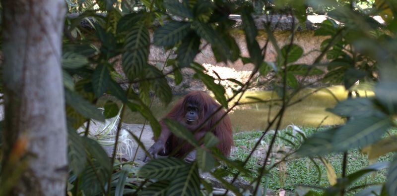 Half-Day Trip to Lok Kawi Wildlife Park Sabah - The Botanical Trail and Children’s Zoo