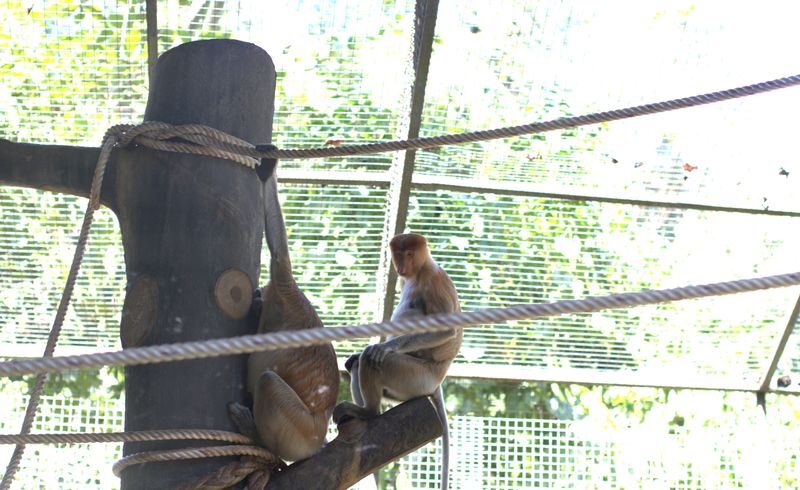 Half-Day Trip to Lok Kawi Wildlife Park Sabah - Practical Details for a Smooth Visit