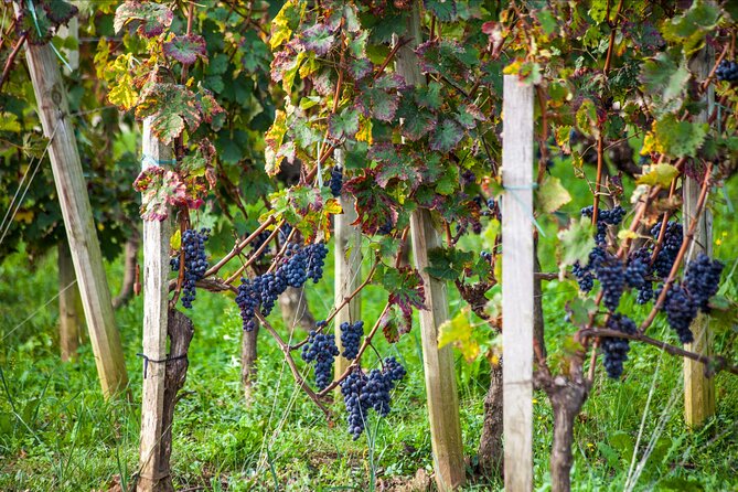 Half-Day Trip to Saint-Emilion From Bordeaux - Wine Tasting in Saint-Emilion