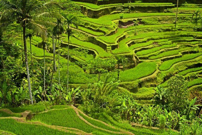 Half Day Ubud and Tampak Siring Private Tour From Bali - Introduction: A Taste of Bali’s Culture and Spirituality