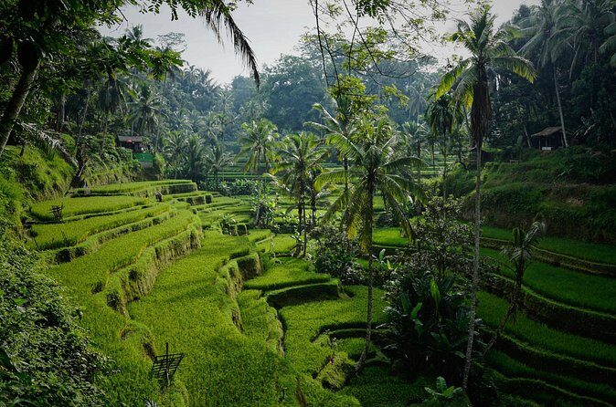 Half Day Ubud and Tampak Siring Private Tour From Bali - The Sum Up: Who Should Book This Tour?