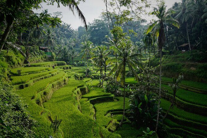 Half Day Ubud and Tampak Siring Private Tour From Bali - FAQs