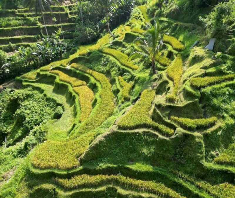 Half-Day Ubud Tour: Pakudui Terraces, Waterfall+Water Temple - Good To Know