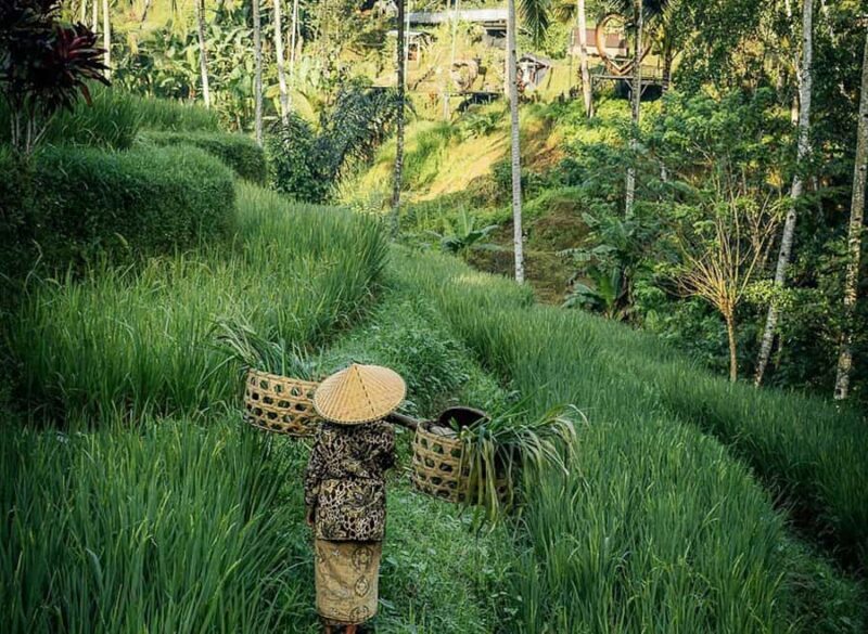 Half-Day Ubud Tour: Pakudui Terraces, Waterfall+Water Temple - A Detailed Look at the Ubud Half-Day Tour