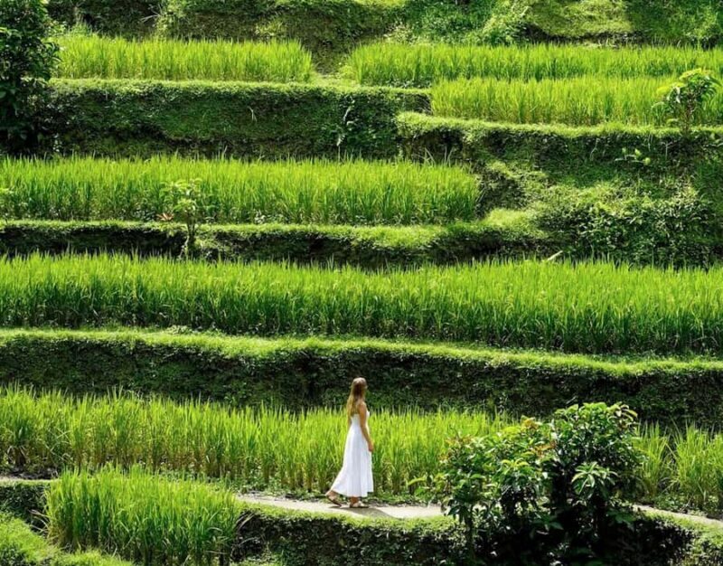 Half-Day Ubud Tour: Pakudui Terraces, Waterfall+Water Temple - Practical Details and Tips