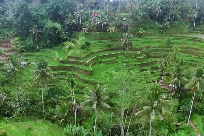 Half Day Ubud Village Private All Inclusive Tour - Final Thoughts