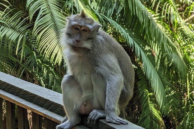 Half Day Ubud Village Private Tour - All Inclusive - Authentic Traveler Insights