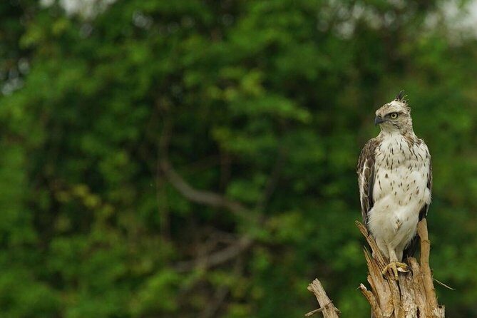 Half Day Udawalawe National Park Safari (Entrance + Lunch) - The Itinerary Breakdown: What to Expect