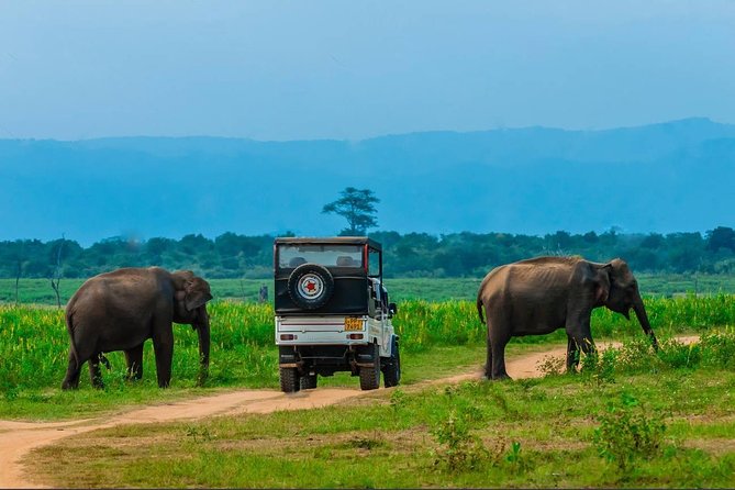 Half Day Udawalawe Safari (Entrance Lunch) - Overview and Inclusions