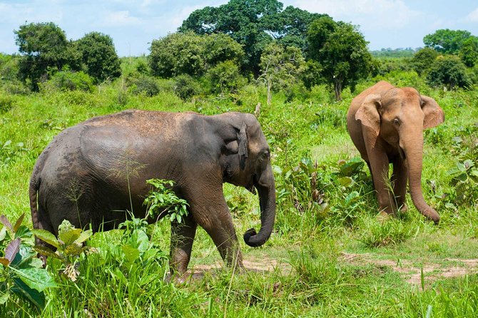 Half Day Udawalawe Safari (Entrance Lunch) - Additional Information