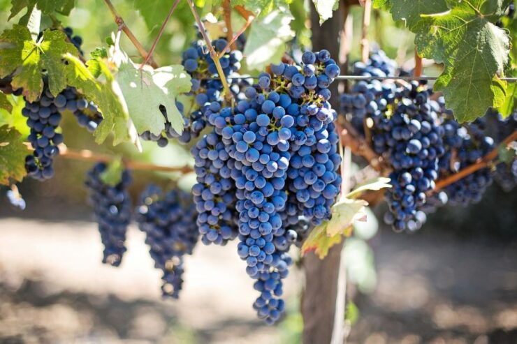 Half Day VIP Wine Tours Top Winery 5 Hours - Tour Overview