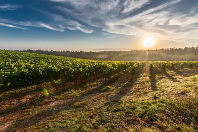 Half Day VIP Wine Tours Top Winery 5 Hours - Vineyard Exploration