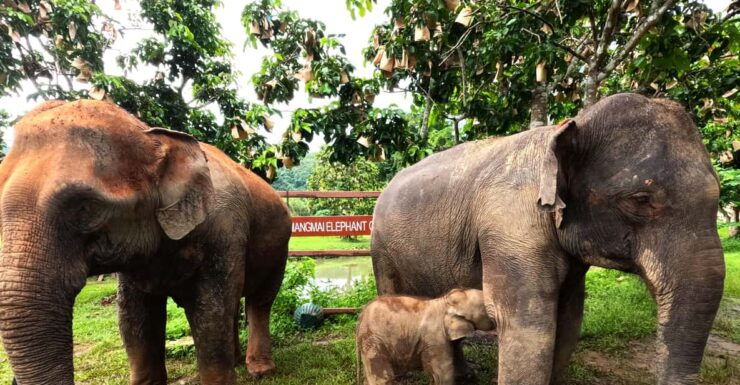 Half-Day Visit at CHIANGMAI ELEPHANT CARE Program (8am-1pm) - Key Points
