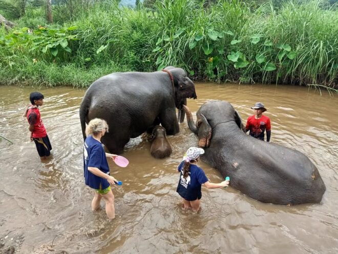 Half-Day Visit at CHIANGMAI ELEPHANT CARE Program (8am-1pm) - Visitor Experiences