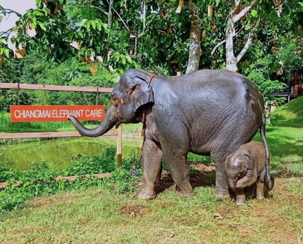Half-Day Visit at CHIANGMAI ELEPHANT CARE Program (8am-1pm) - Transportation Information