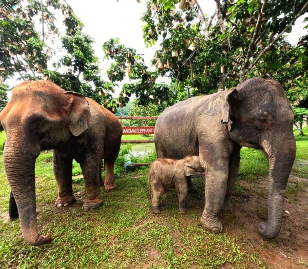 Half-Day Visit at CHIANGMAI ELEPHANT CARE Program (8am-1pm) - Booking and Cancellation Policies