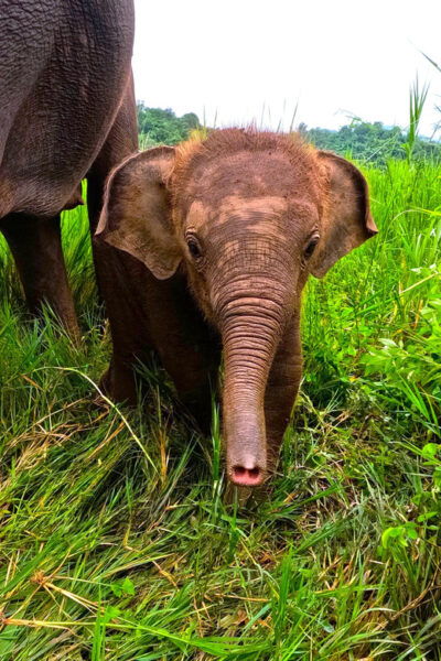 Half-Day Visit at CHIANGMAI ELEPHANT CARE Program (8am-1pm) - Questions You May Have