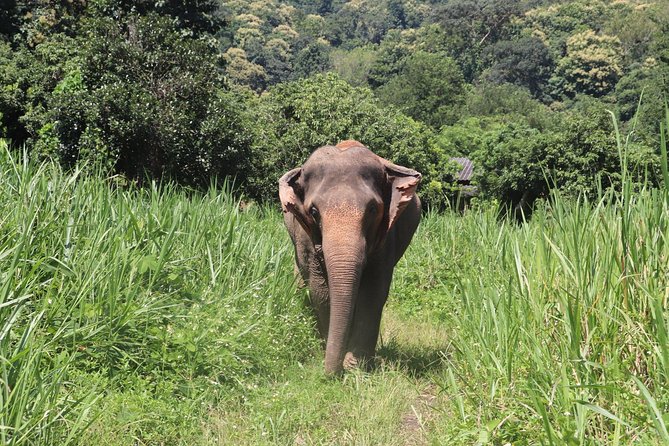 Half Day Visit Chiang Mai Eco Elephant Care - Admission and Group Size