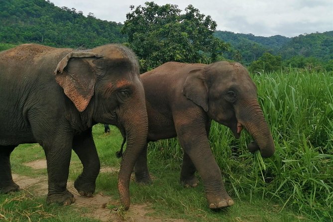 Half Day Visit Chiang Mai Eco Elephant Care - Pricing and Terms